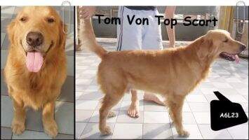 Tom Von Top Scort