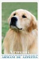 INT.MULTI.TH.GCH.MAL.CHI.CH.JOV CHI. Armani de Azpeitia INT.MULTI.TH.GCH.MAL.CHI.CH.JOV CHI. Armani de Azpeitia