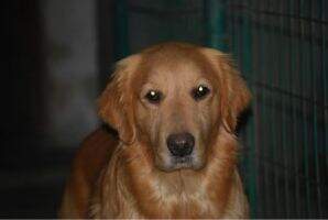 Avi's Beautiful girl of Goldenflame Kennel