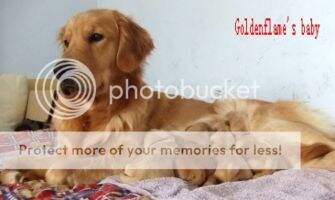 Athena of Goldenflame Kennel