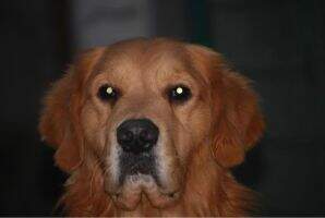 Alex of Goldenflame Kennel