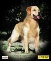 ChBR, GrChBR, ChPAN GOLDEN TRIP LORD OF SPAIN