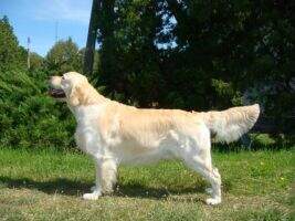 UA/RO/BG/MD/GE/MK/CY/ME OSKAR CLYDE GOLDEN ISYDORA