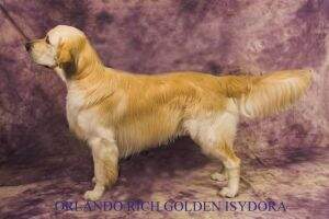 ORLANDO RICH GOLDEN ISYDORA