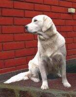 Jun.CH.Rus,CH.RUS,2xCC,KCHK,R.CACIB Ulka Ungaro Jun.CH.Rus,CH.RUS,2xCC,KCHK,R.CACIB Ulka Ungaro