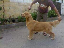 BPIS BPIB Ina Ch Fita von Golden Chocolate's