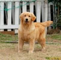 Celina of Legend Kennel