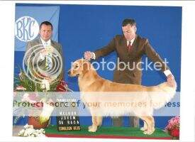 Ch.Br.Gr.Ch.Br. Perfect Golden 007 Charlie