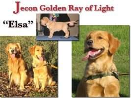 Jecon Golden Ray of Light CCA