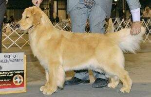CH Numoon Yukon Anticipation
