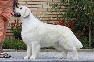 JunChRus JunChNkp 2ChNkp DERBY FOR URAL EVIDOG JunChRus JunChNkp 2ChNkp DERBY FOR URAL EVIDOG