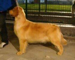Bonnie of GoldenSHELL Kennel