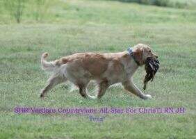 SHR Verdoro Countrylane All-Star For Chris Ti RN
