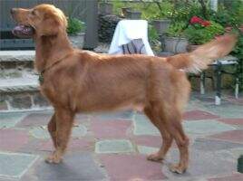 Porthos Golden Musketeer