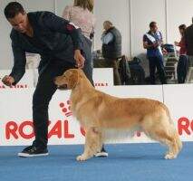in, ch puppy, ch junior Golden Sunshine Mud Bud
