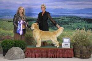 & Int'l CH Oak Lane's Gimme Some Lovin' At Goldenstar & Int'l CH Oak Lane's Gimme Some Lovin' At Goldenstar
