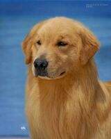 Mult.BIS Mult.BISS CN. CH Bajko Of Superstar Kennel Mult.BIS Mult.BISS CN. CH Bajko Of Superstar Kennel