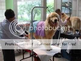 Jov. Ch. Br BPIS Golden sunset Paloma Jov. Ch. Br BPIS Golden sunset Paloma