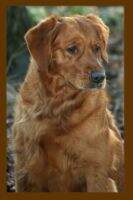 Mvp Lady Libertys Aurora Borealis CGCA TKN FDC