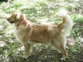 Cprflds Enchanting Delilah