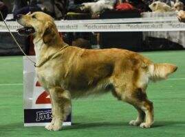 RUS, NKP, UA, BY Cantrygold Laplandia RUS, NKP, UA, BY Cantrygold Laplandia