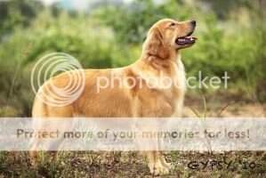 Mal Ch Huthene Gypsy