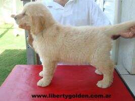LIBERTY MEGGIE SWEET CAROLINE ARGENTINA