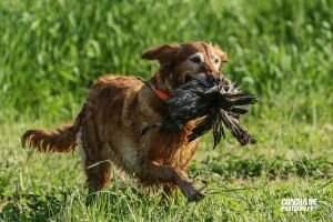 Topbrass Lightning Flash Lucy ***