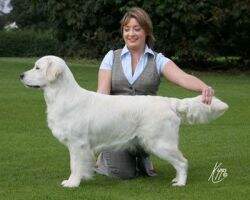 Celtic Jun.Winner 2009 Abinvale Piratella Top Winning Junior Golden in Ireland 2009
