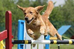 ATChC Goldencol's Star Ruby , Bronze, Silver and Gold Awards of Merit, VBA, VSA, Lifetime Achievement Award of Excellence