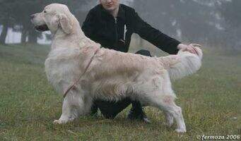 GRAND, BREED, BLR Sansibiliti Sendhill