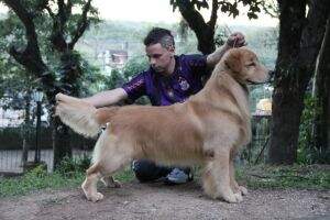 Ven. CH. Golden Sunshine Legend of Fox Mulder