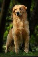 GOLDEN TRIP HEART BREAKER GOLDEN TRIP HEART BREAKER