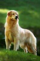 INICIAL, CH FILHOTE, CH JOVEN, BR Golden Sunshine Zack's Star