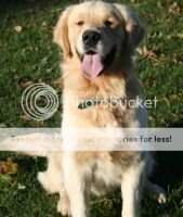 Maximus Golden Kelsey