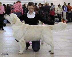 JChRus Ch of Breed Club of BC ChRKF Dior des Jardins d'Epona