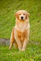 Ch. Fil. Bras. Wolf's Hunter Forts Angels Dream Star Ch. Fil. Bras. Wolf's Hunter Forts Angels Dream Star