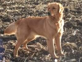 Golden G's Jasper 'N Jasmine