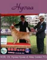KOR Ch. Hyvaa-Hyvaa of Atlas Golden FCI CD1