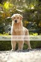 JovBrCh PanCh PanGrCh Golden Machine Perfect Gentleman
