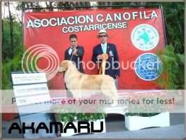 GRAN CAMP GUA, CAMP NIC ,CAMP AMERICAS Y EL CARIB Akamaru (A-Chevalier x Cloe)