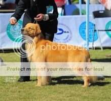 A-Whisky of Jin Qiu Ye Kennel
