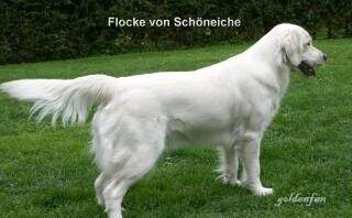 Flocke von Schöneiche Flocke von Schöneiche