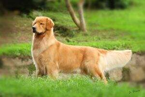BrChIni, BrChPuppy, GoldenGael's Valle Laika