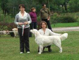 2010 Hun.Derby Winner Gill from Mariannehouse