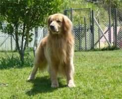 Tim Duncan Mulder Golden Friend Forever