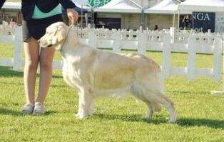 (C.I.E.) Maltese Ch. It. Veteran Champion Aeolian Vulcanic Summer