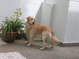 Ch.Ven. Ramses Gongras's Ch.Ven. Ramses Gongras's