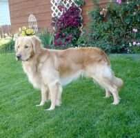 Gallogold Yukon Jake