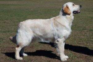 Aust Ch Goldog Alpine Ruby CCD RN ET
